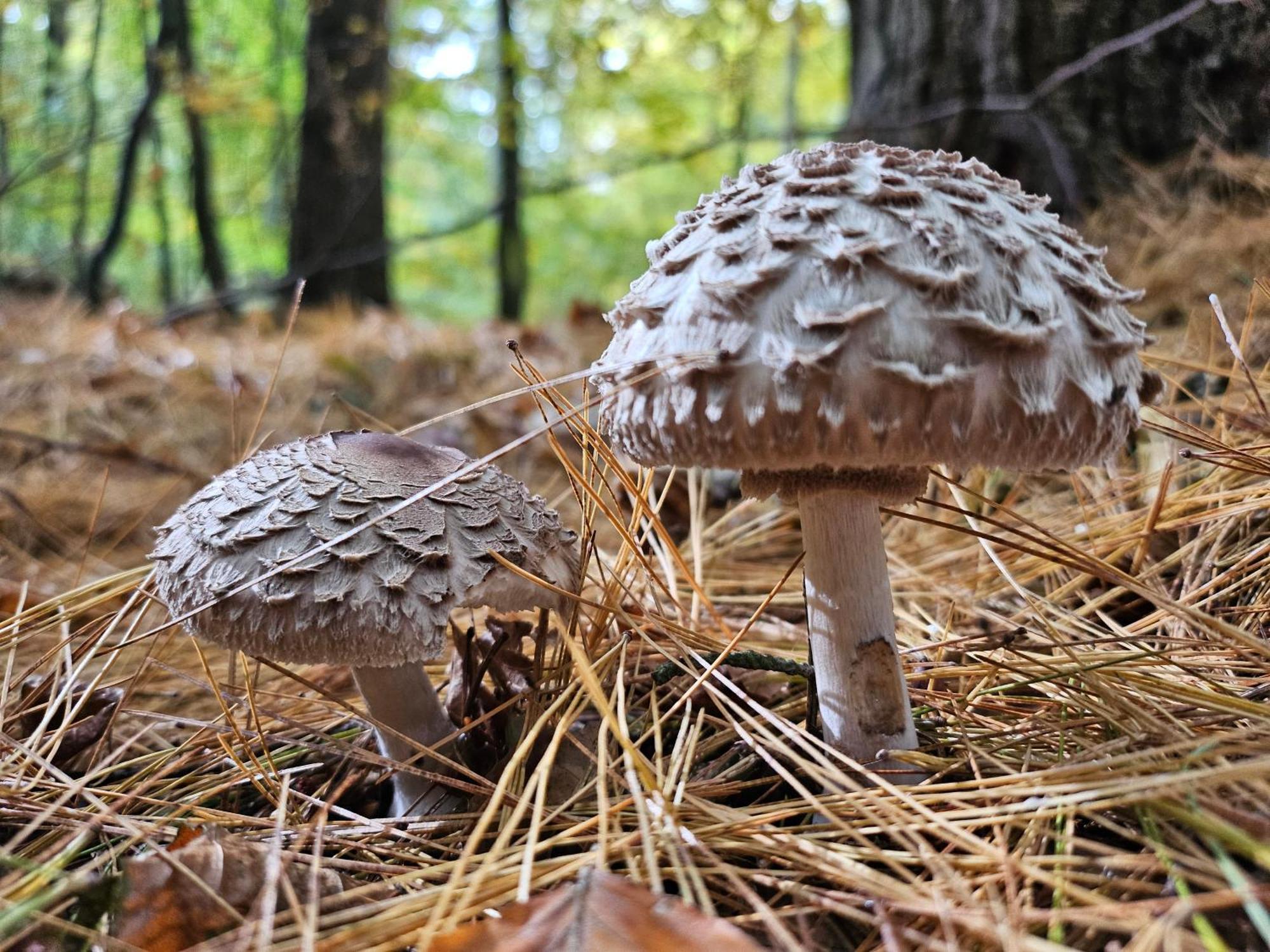 Fewo Am Wald Boek Exterior foto